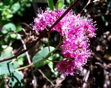 Spiraea densiflora at the UC Botanical Garden, Berkeley, California, USA. Identified by sign. photo