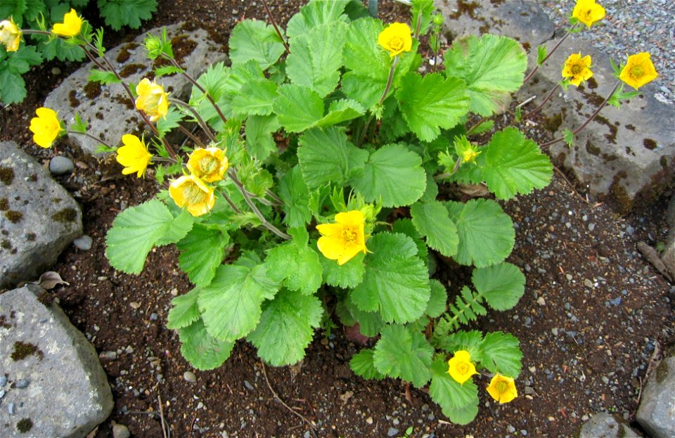 Geum montanum

Photo by Salvor taken in the botanical garden in Reykjavik.