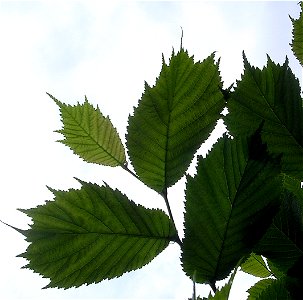Ulmus Lacinata leaves; Photo taken by author, Fontley, England, May 2007