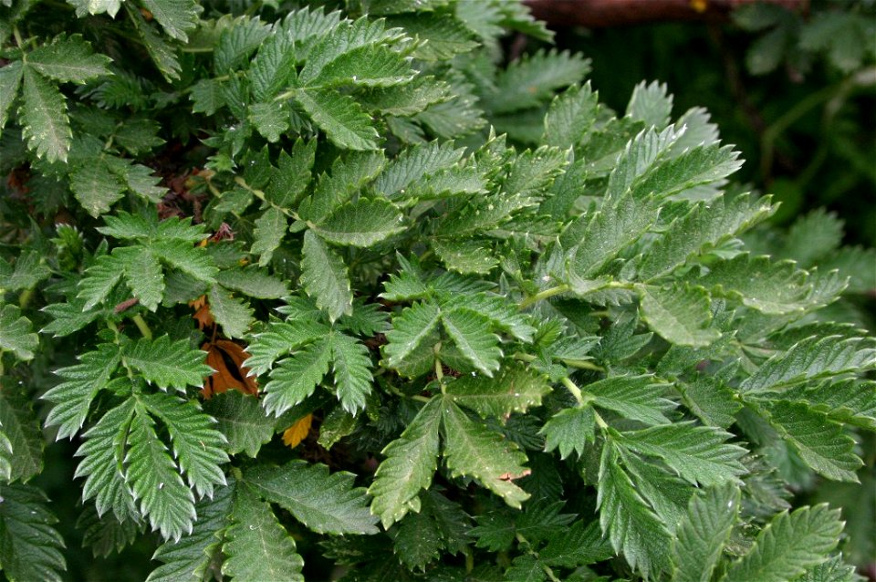 Leucosidea sericea foliage