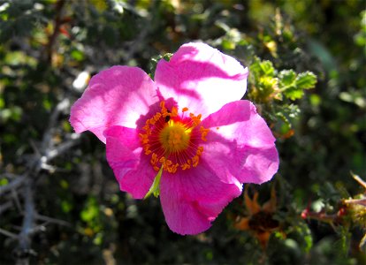 Rosa minutifolia at Quail Botanical Gardens in Encinitas, California, USA.