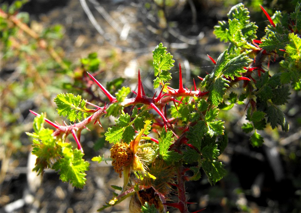 Rosa minutifolia at Quail Botanical Gardens in Encinitas, California, USA.