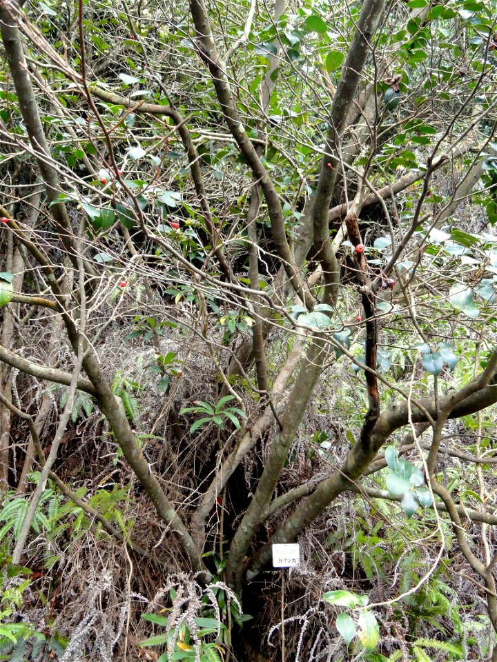 Botanical specimen in the Miyajima Natural Botanical Garden, Hatsukaichi, Hiroshima, Japan.