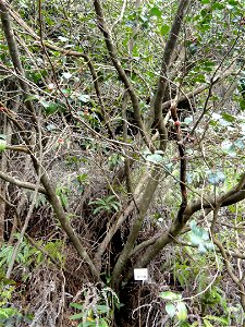 Botanical specimen in the Miyajima Natural Botanical Garden, Hatsukaichi, Hiroshima, Japan.