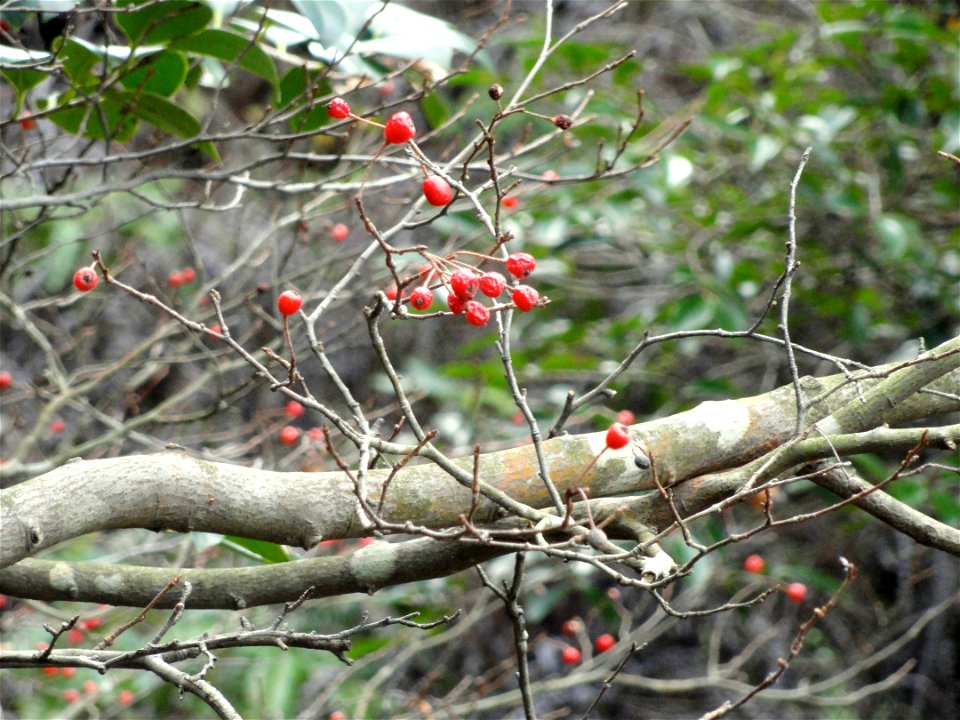 Botanical specimen in the Miyajima Natural Botanical Garden, Hatsukaichi, Hiroshima, Japan.