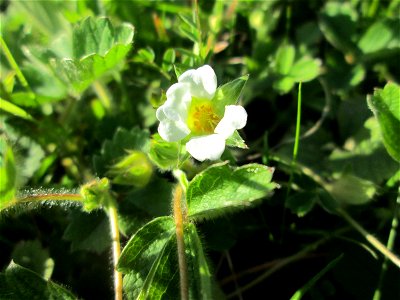 Erdbeer-Fingerkraut (Potentilla sterilis) am Osthafen Saarbrücken