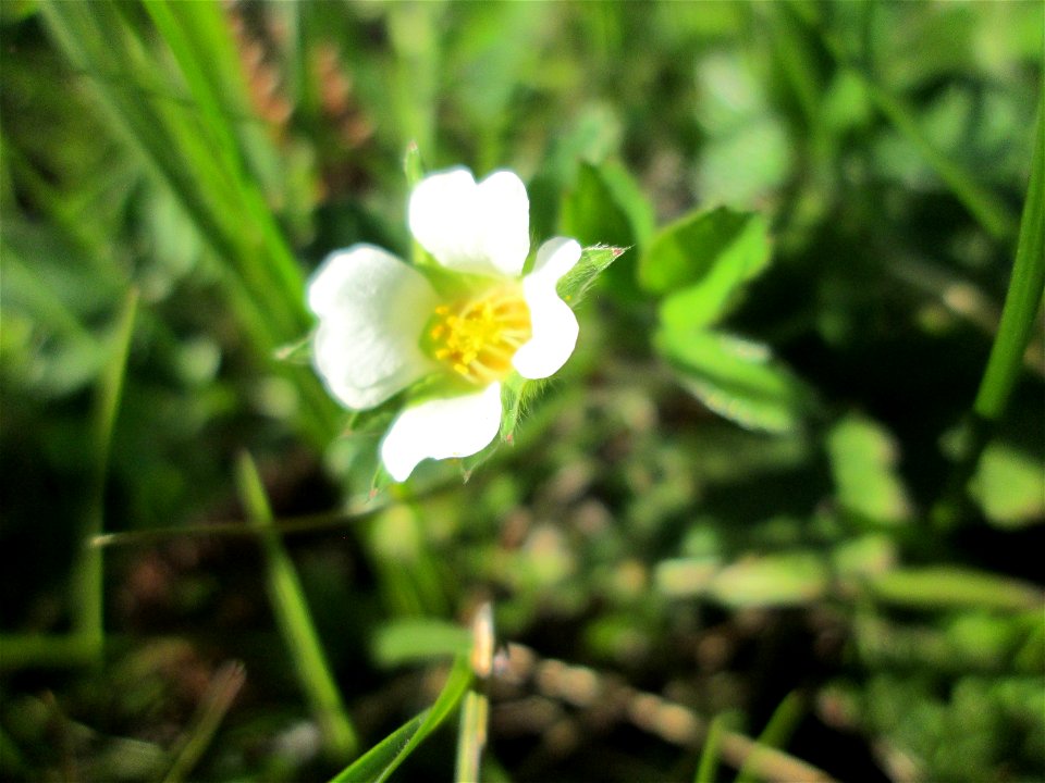 Erdbeer-Fingerkraut (Potentilla sterilis) am Osthafen Saarbrücken