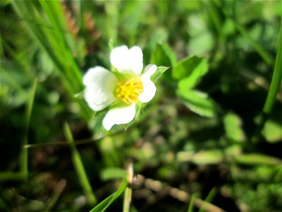Erdbeer-Fingerkraut (Potentilla sterilis) am Osthafen Saarbrücken