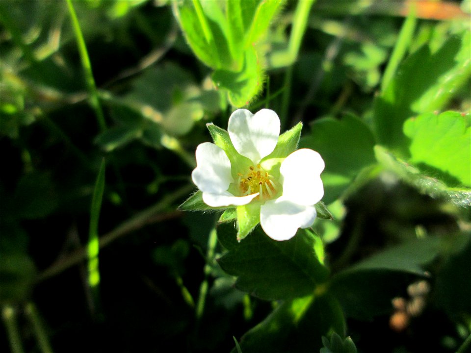 Erdbeer-Fingerkraut (Potentilla sterilis) am Osthafen Saarbrücken