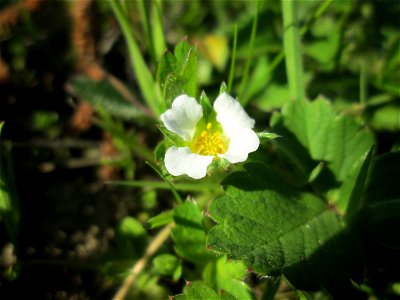 Erdbeer-Fingerkraut (Potentilla sterilis) am Osthafen Saarbrücken