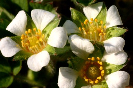 Potentilla sterilis