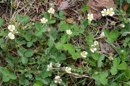 Potentilla sterilis