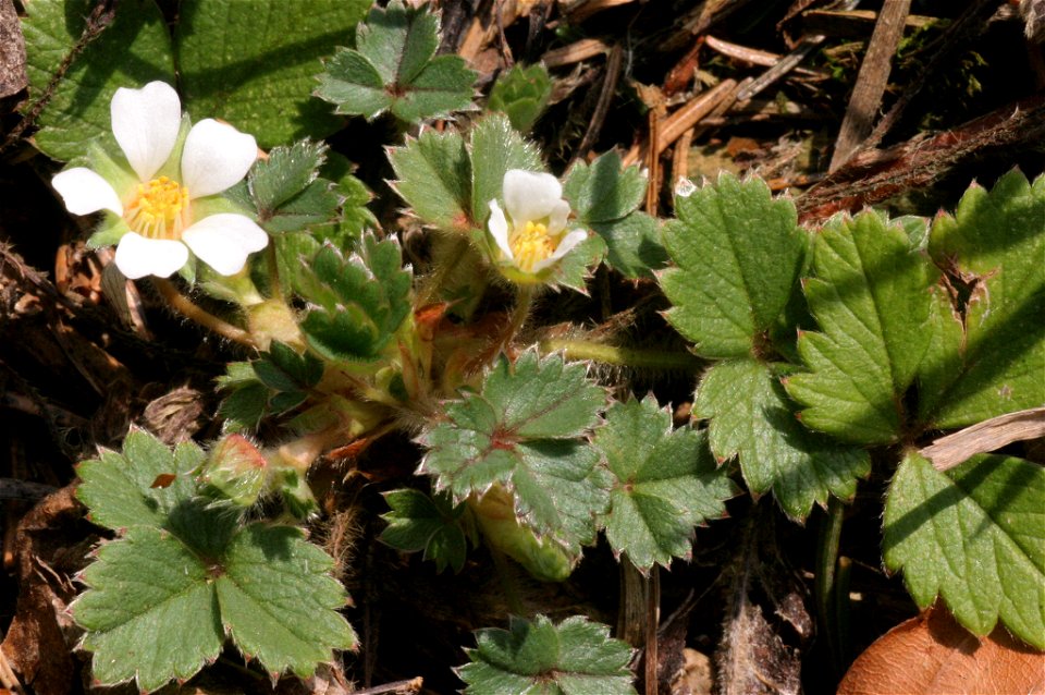 Potentilla sterilis