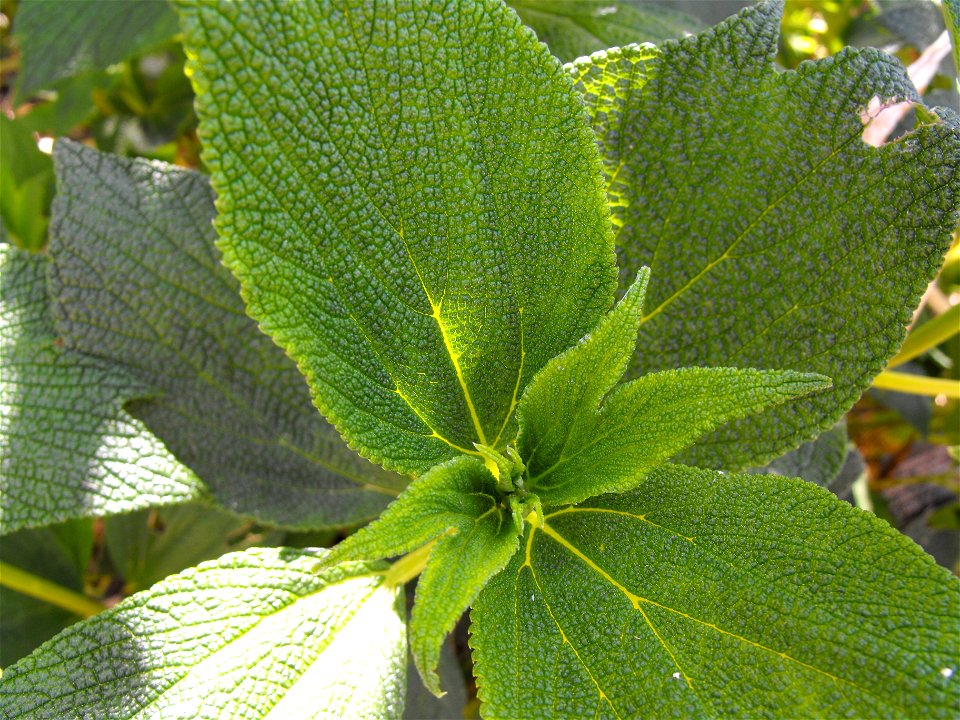 Debregeasia longifolia at Quail Botanical Gardens in Encinitas, California, USA.