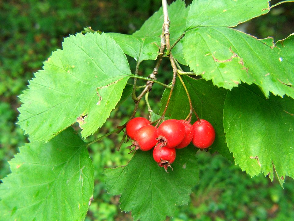Fruits of Crataegus intricata