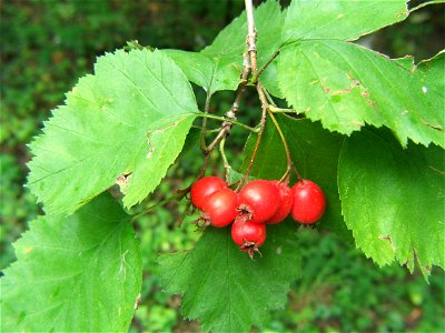 Fruits of Crataegus intricata