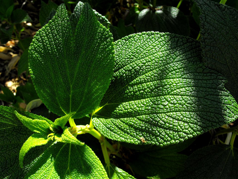 Debregeasia longifolia at Quail Botanical Gardens in Encinitas, California, USA.