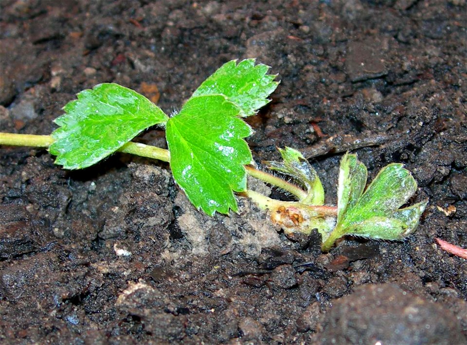 Photo of a newly planted runner of an Iturup Strawberry Fragaria iturupensis.