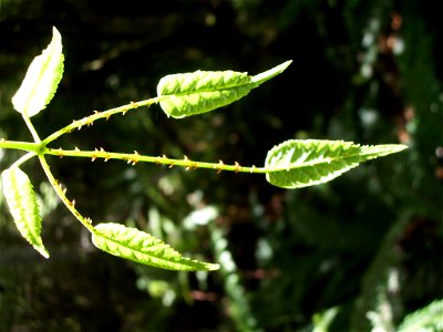 Rubus cissoides, called Bush Lawyer. This thorny plant grows everywhere in New Zealands bush