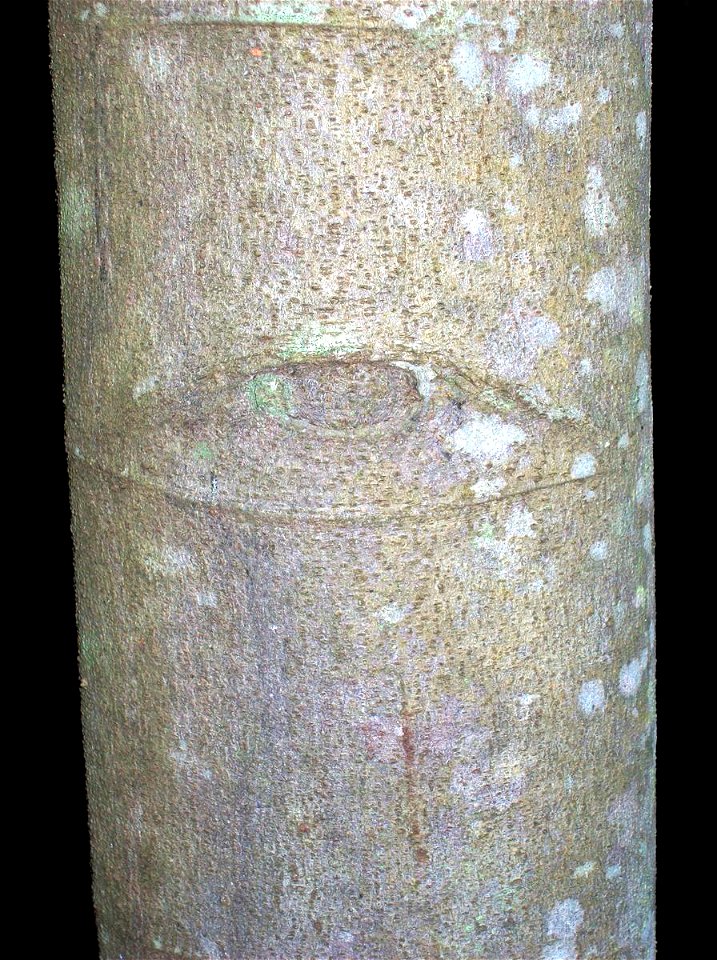 Alphitonia petriei at Coffs Harbour botanic gardens