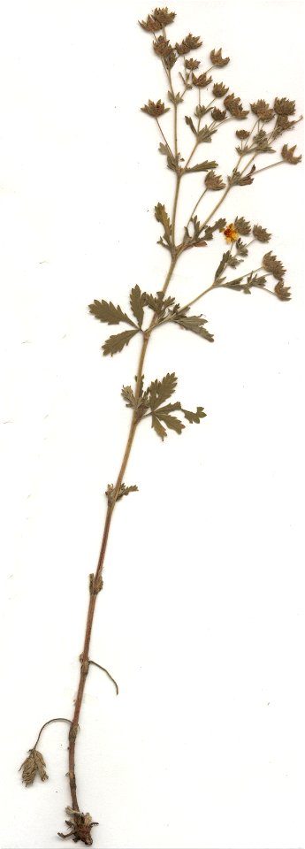 Potentilla norvegica Herbar