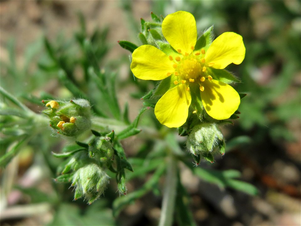 Silber-Fingerkraut (Potentilla argentea) bei Reilingen
