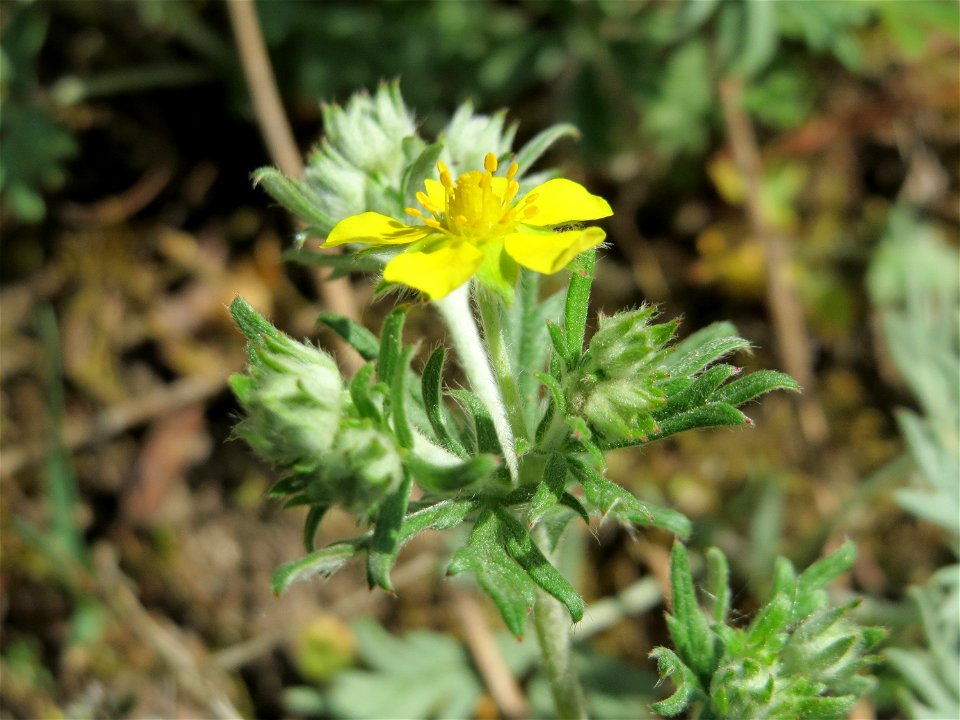 Silber-Fingerkraut (Potentilla argentea) bei Reilingen