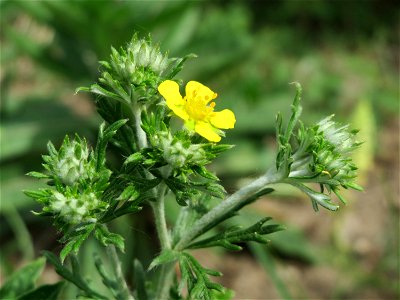 Silber-Fingerkraut (Potentilla argentea) im Schwetzinger Hardt