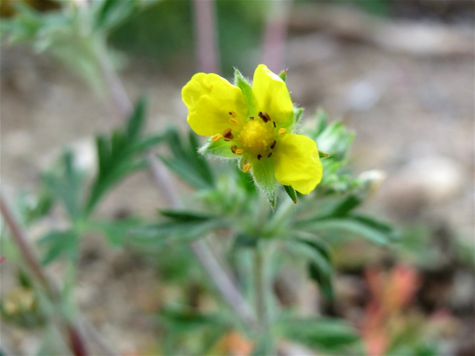 Silber-Fingerkraut (Potentilla argentea) in Hockenheim