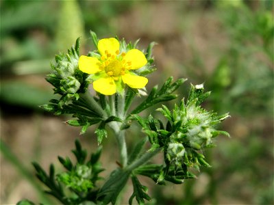 Silber-Fingerkraut (Potentilla argentea) im Schwetzinger Hardt