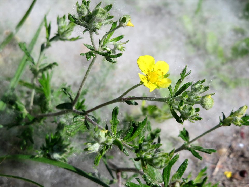 Silber-Fingerkraut (Potentilla argentea) im Landschaftsschutzgebiet Hockenheimer Rheinbogen - dahinter die Saat einer Weide (Salix)