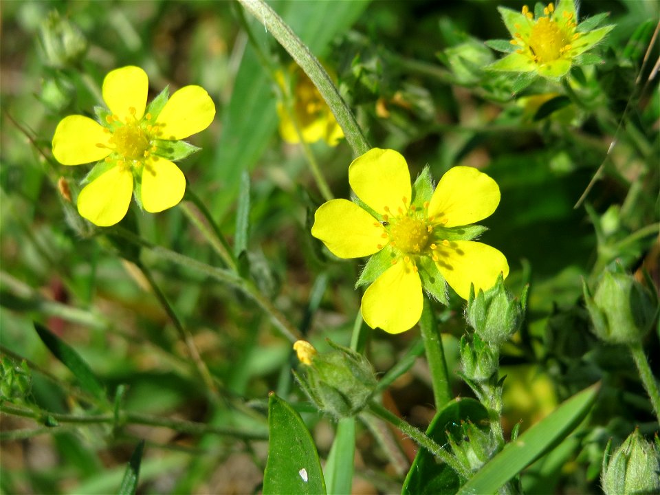 Kriechendes Fingerkraut (Potentilla argentea) in den Horststückern in Landschaftsschutzgebiet Hockenheimer Rheinbogen