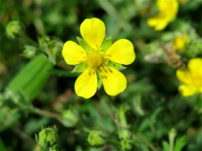 Kriechendes Fingerkraut (Potentilla argentea) in den Horststückern in Landschaftsschutzgebiet Hockenheimer Rheinbogen