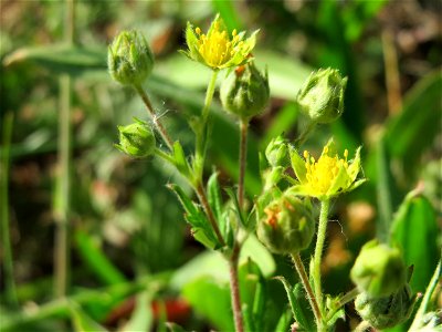Silber-Fingerkraut (Potentilla argentea) in Hockenheim
