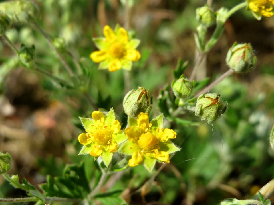 Silber-Fingerkraut (Potentilla argentea) bei Neulußheim (Gemarkung Altlußheim)