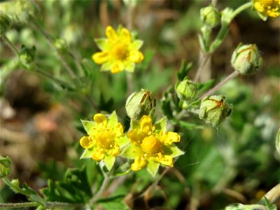 Silber-Fingerkraut (Potentilla argentea) bei Neulußheim (Gemarkung Altlußheim)