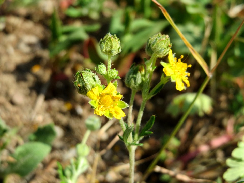 Silber-Fingerkraut (Potentilla argentea) bei Neulußheim (Gemarkung Altlußheim)