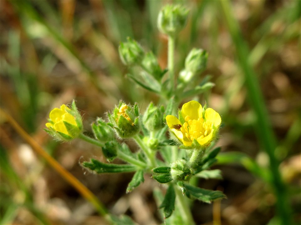 Silber-Fingerkraut (Potentilla argentea) bei Hockenheim