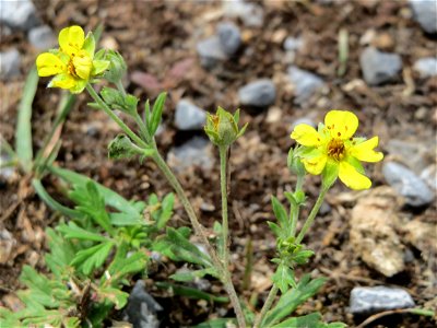 Silber-Fingerkraut (Potentilla argentea) im Naturschutzgebiet Gewann Frankreich-Wiesental