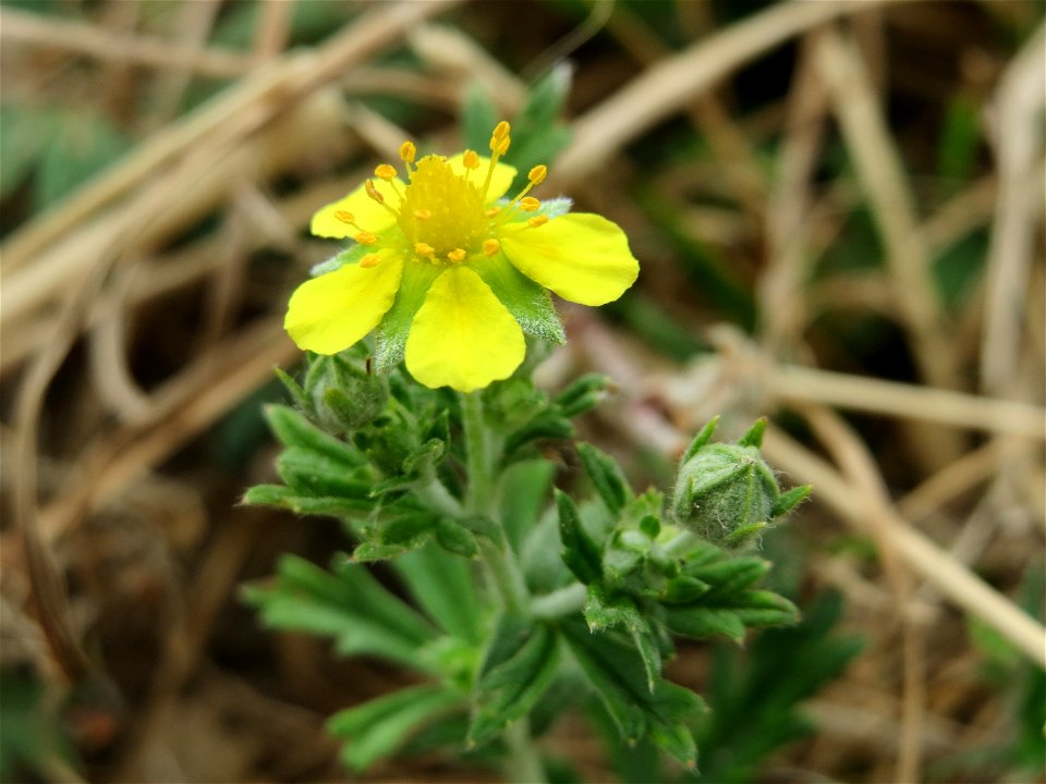 Silber-Fingerkraut (Potentilla argentea) an der Elisabethenstraße bei Wiesbaden