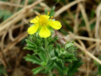 Silber-Fingerkraut (Potentilla argentea) an der Elisabethenstraße bei Wiesbaden