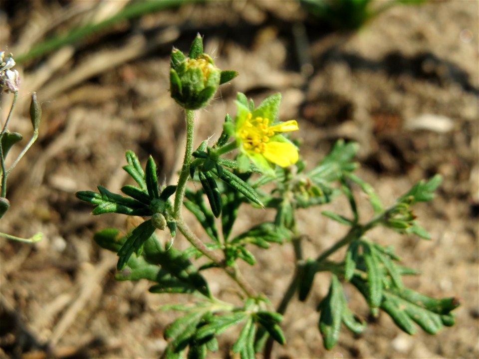 Silber-Fingerkraut (Potentilla argentea) bei Hockenheim