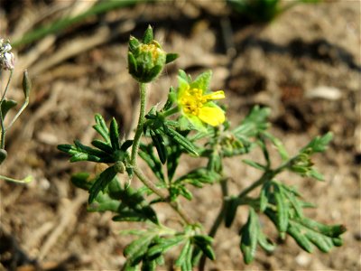 Silber-Fingerkraut (Potentilla argentea) bei Hockenheim photo