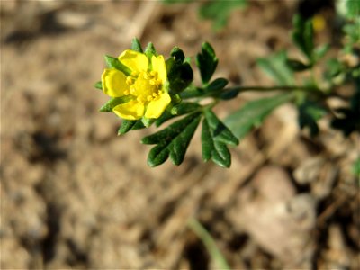 Silber-Fingerkraut (Potentilla argentea) bei Hockenheim photo