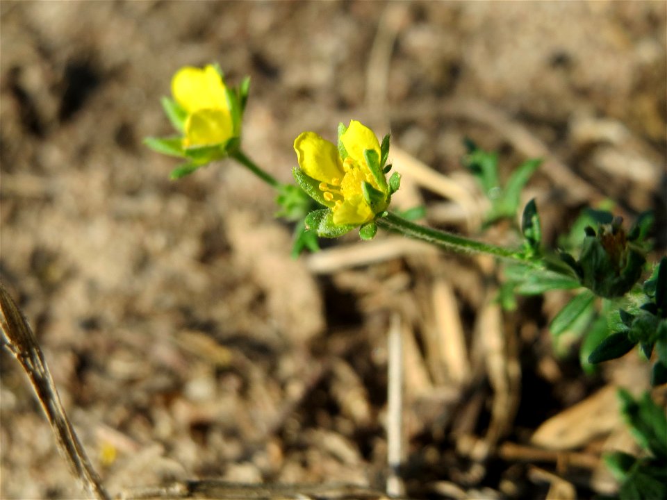 Silber-Fingerkraut (Potentilla argentea) bei Hockenheim
