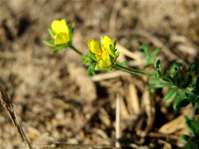 Silber-Fingerkraut (Potentilla argentea) bei Hockenheim