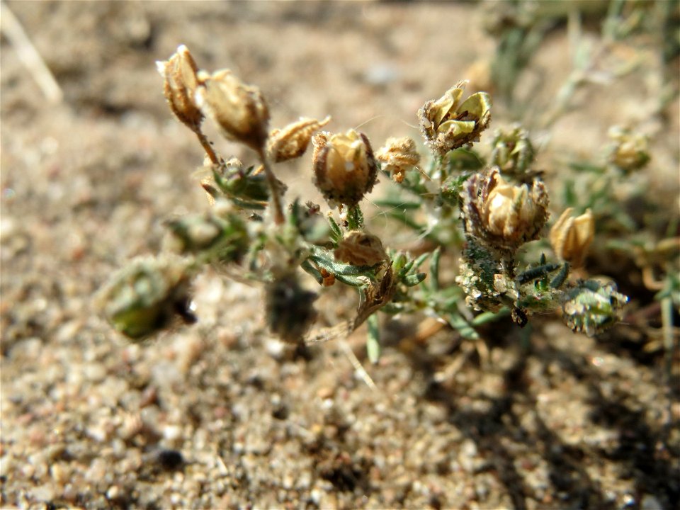 Silber-Fingerkraut (Potentilla argentea) bei Hockenheim