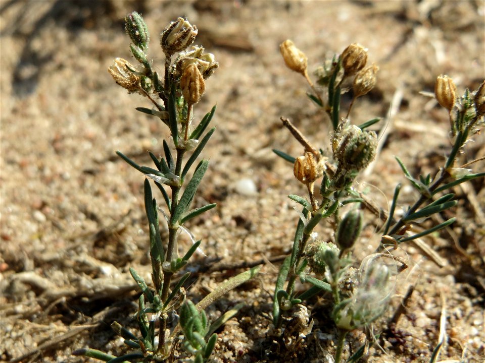 Silber-Fingerkraut (Potentilla argentea) bei Hockenheim