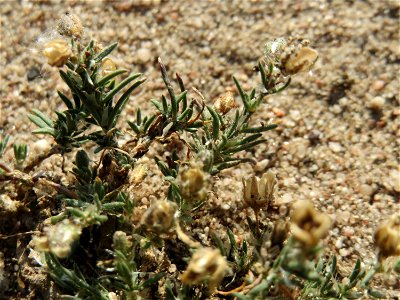 Silber-Fingerkraut (Potentilla argentea) bei Hockenheim
