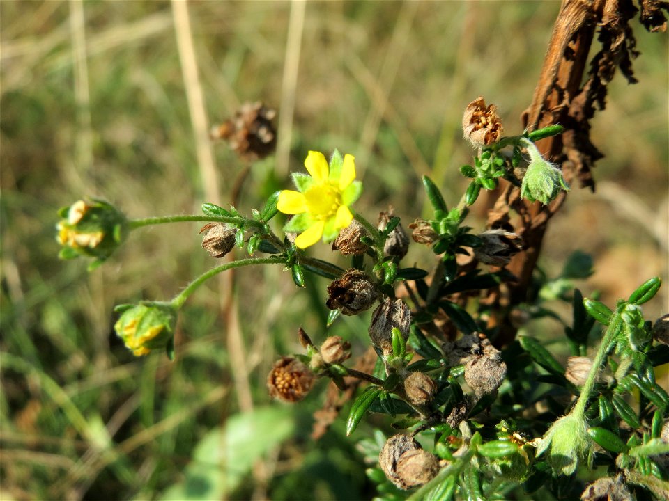 Silber-Fingerkraut (Potentilla argentea) bei Reilingen